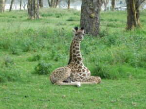 Top 20 Things to Do in Kenya for First-Time Visitors