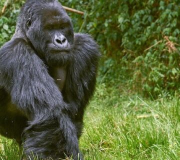 Inside a Mountain Gorilla Family: A Look into Their Daily