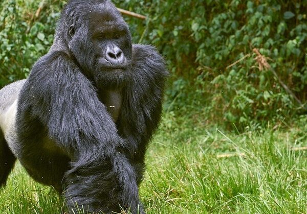 gorilla trekking Coming Face to Face with Mountain Gorillas: The Ultimate