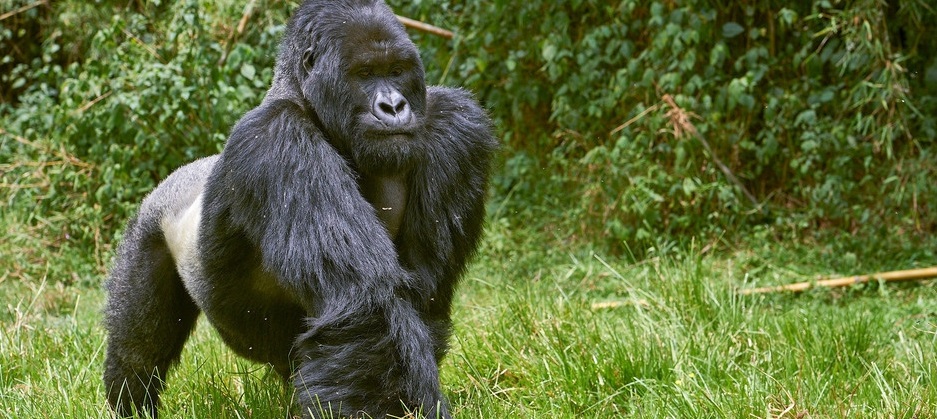 Uganda gorilla trekking safari in 2025