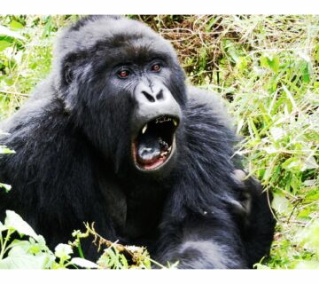 Volcanoes National Park Gorilla Trekking Packages: