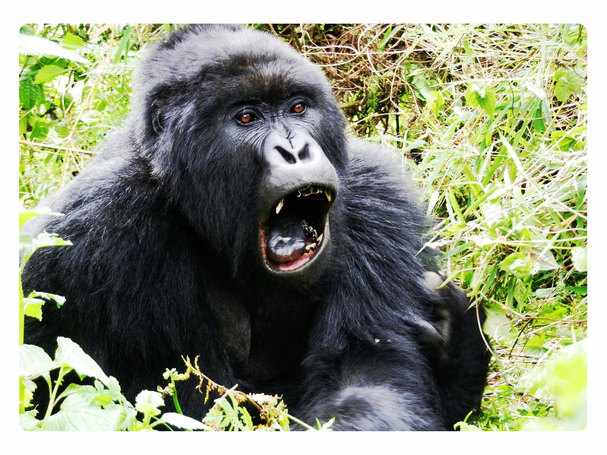 Gorilla trekking safari in Rwanda