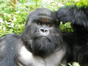 Gorilla Trekking in Rwanda