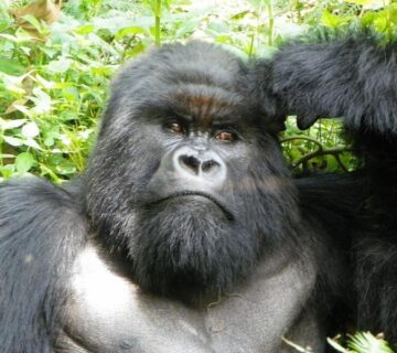 3 Days Volcanoes National Park Itinerary: The Perfect Rwanda