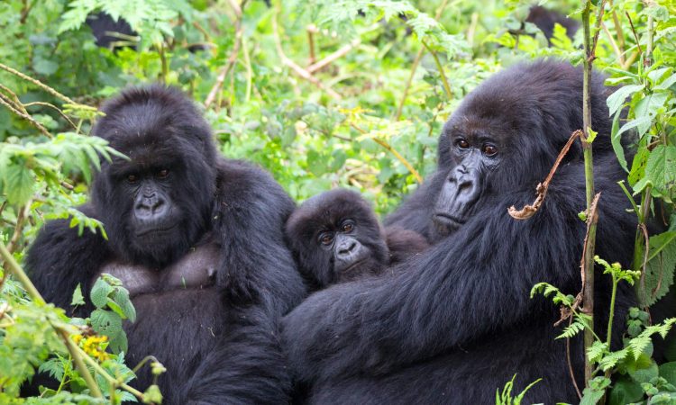 Habitat of Mountain Gorillas in Uganda