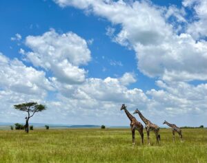 101 Inspirational Africa Safari and Travel Quotes 101 Inspirational Africa Safari and Travel Quotes