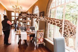 Ultimate Guide to the Best Kenya Safari Lodges for Every Ultimate Guide to the Best Kenya Safari Lodges for Every