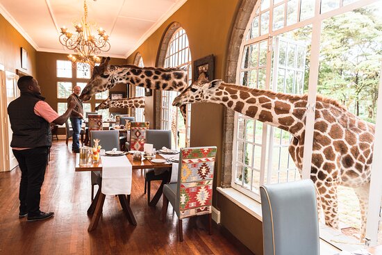 Ultimate Guide to the Best Kenya Safari Lodges for Every