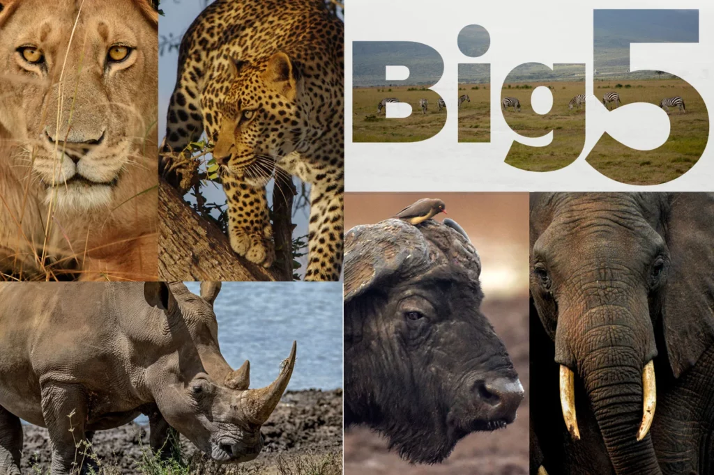 https://ugandawildlife.org/national-parks/kibale-national-park/
