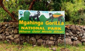 Best Gorilla Tours from Madagascar: The Ultimate Guide