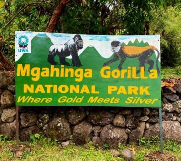 Mgahinga Gorilla Trekking Packages: The Best 2026 Guide