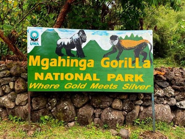 gorilla trekking Mgahinga Gorilla Trekking Packages: The Best 2026 Guide
