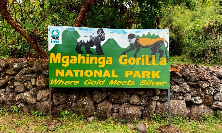 Mgahinga Gorilla Trekking Packages: The Best 2026 Guide