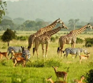 Serengeti National Park in Africa