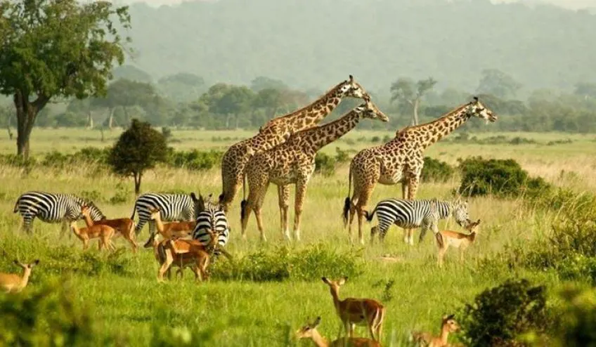 Serengeti National Park in Africa