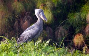 The Shoebill: The Extraordinary Bird That Looks Like The Shoebill: The Extraordinary Bird That Looks Like