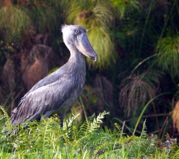 Exploring Uganda Through Its Birds: A Journey into Africa