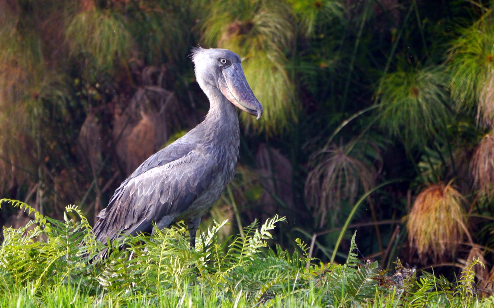 Exploring Uganda Through Its Birds: A Journey into Africa Exploring Uganda Through Its Birds: A Journey into Africa
