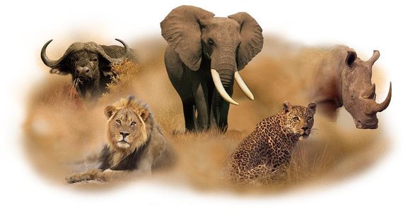 Discover the Thrill of a Big Five Safari in Kenya Discover the Thrill of a Big Five Safari in Kenya
