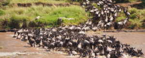 Airstrips in Maasai Mara: The Complete Guide to Flying Airstrips in Maasai Mara: The Complete Guide to Flying