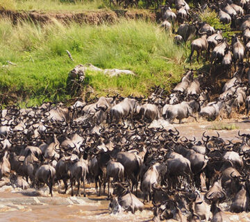 Top 10 Savannah Animals in African Grasslands