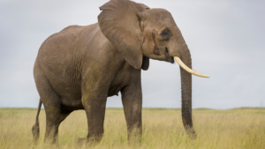 Affordable Safari Holiday Packages