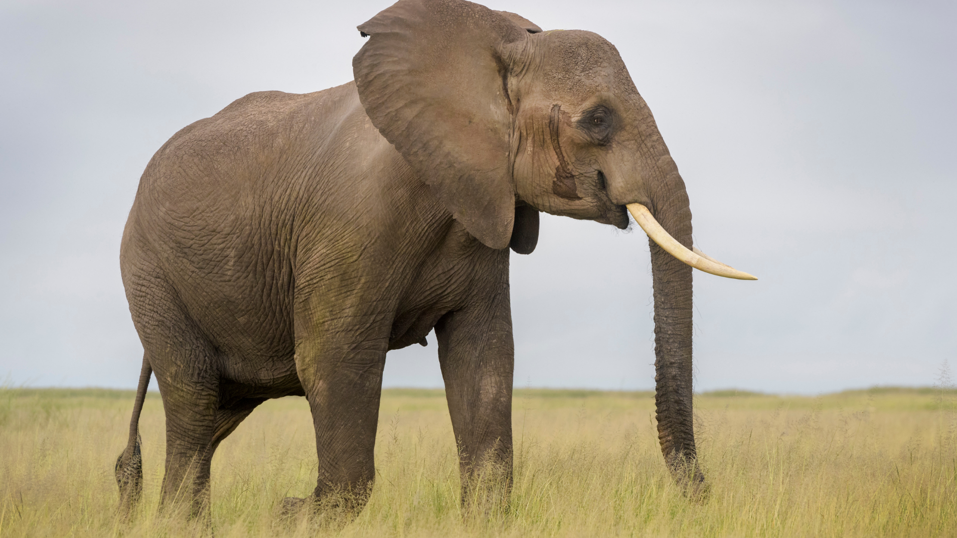 Elephants in Uganda Jungle Animal List: Names, Facts, and Pictures