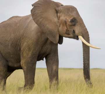 The Ultimate Guide to Wild Animals Found in Kenya: Species, Habitats, and Wildlife Experiences