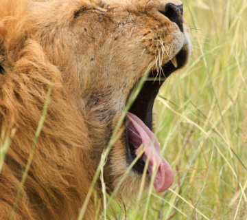 Lion Bite Force PSI: How Strong Is It Really? Explained