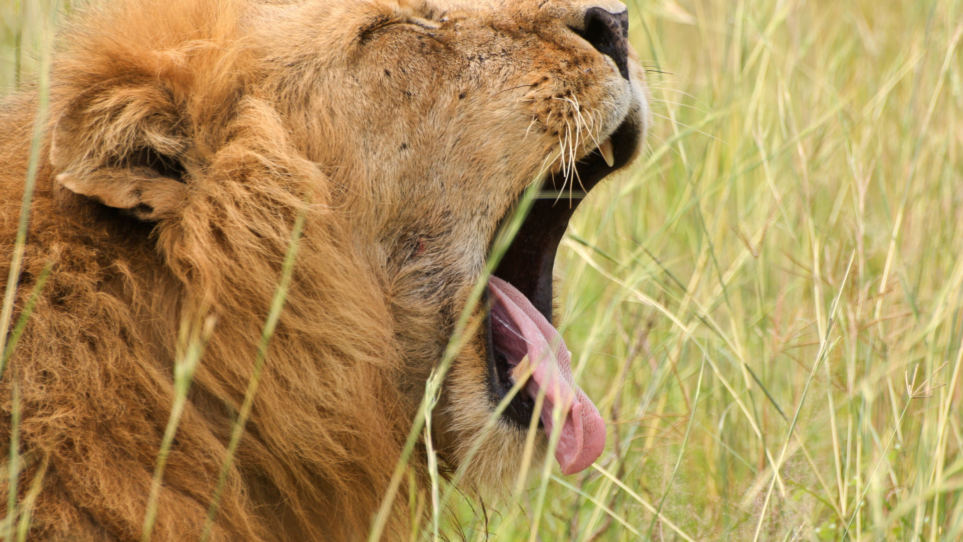 Lion Bite Force PSI: How Strong Is It Really? Explained Lion Bite Force PSI: How Strong Is It Really? Explained