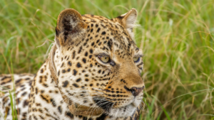 Tiger vs Lion vs Jaguar vs Leopard: Which Big Cat Would Win Tiger vs Lion vs Jaguar vs Leopard: Which Big Cat Would Win