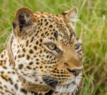 What Is a Group of Leopards Called? Meaning, Origins,