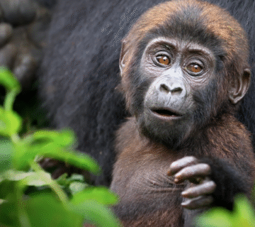 Bwindi Gorilla Trekking Cost Calculator: How to Estimate