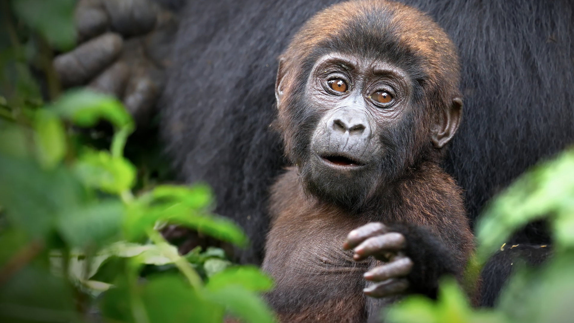 Bwindi Gorilla Trekking Cost Calculator: How to Estimate