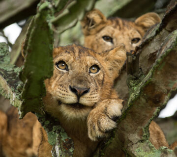 Where Can I See Gorillas and the Big Five in One Trip?