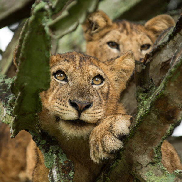 7 Incredible Places Where Lions Still Live in the Wild