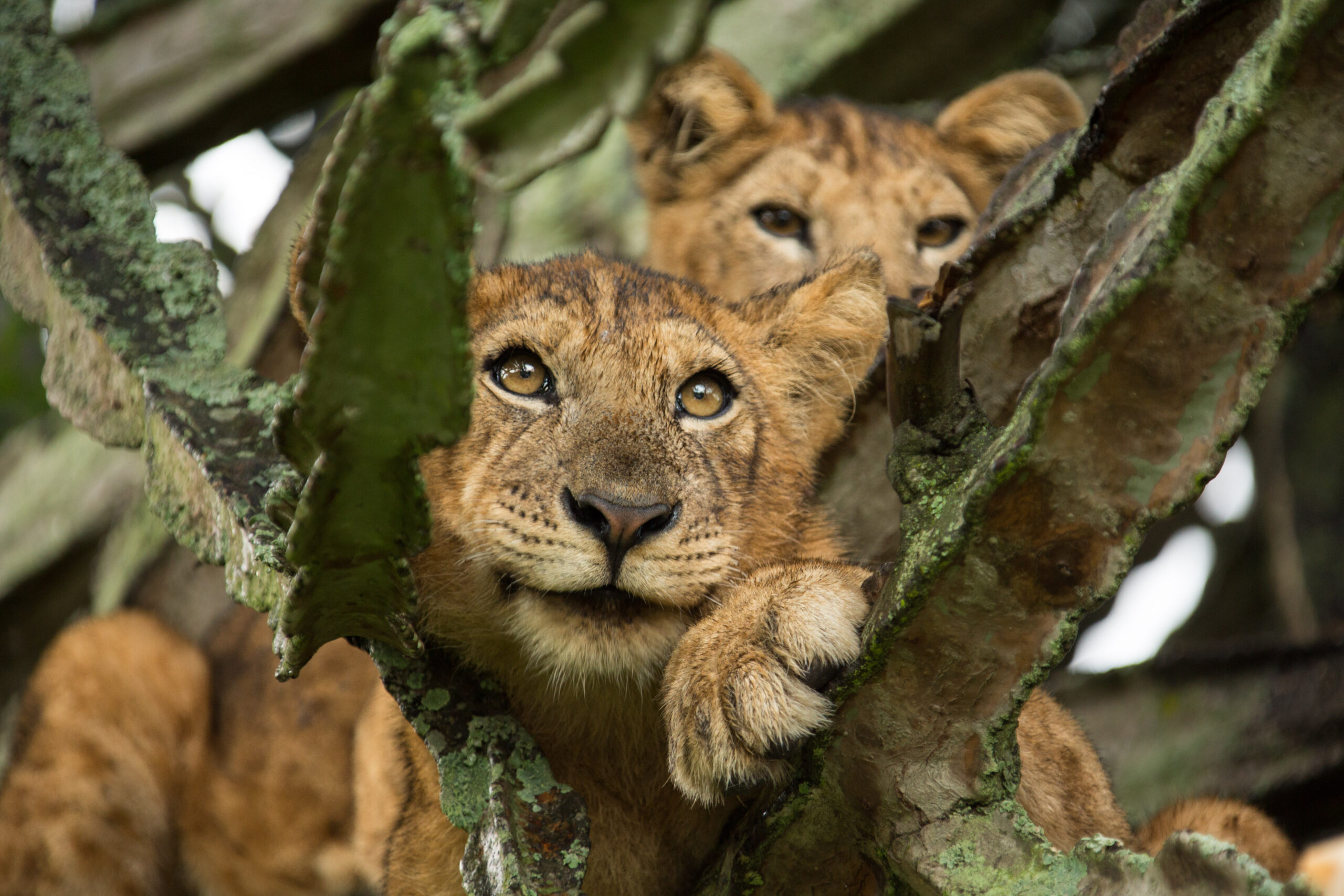 Best Places to See Lions in Uganda: A Complete Safari Guide Where Can I See Gorillas and the Big Five in One Trip?