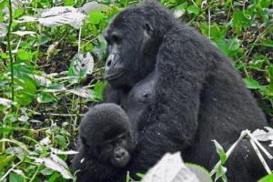 Top 15 Wildlife Experiences You Can Only Have in Uganda