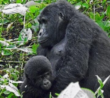 100+ AI Prompts for Gorilla Trekking: The Ultimate Guide
