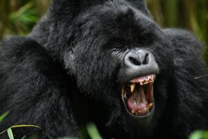Where Can I See Gorillas and the Big Five in One Trip? Where Can I See Gorillas and the Big Five in One Trip?