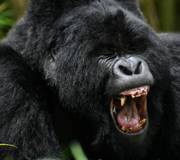 Bwindi Gorilla Trekking Cost Calculator: How to Estimate
