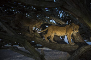 Rare Animals Rare Animals You Can Only See in Uganda: A Wildlife