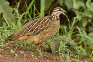 Exploring Uganda Through Its Birds: A Journey into Africa Exploring Uganda Through Its Birds: A Journey into Africa