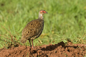 The Complete Prey Animals List: Mammals, Birds, Fish