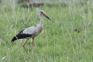Why Uganda Is Quietly the Greatest Birding Destination Why Uganda Is Quietly the Greatest Birding Destination