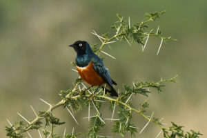 Why Uganda Is Quietly the Greatest Birding Destination Why Uganda Is Quietly the Greatest Birding Destination