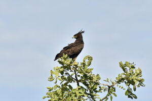 Exploring Uganda Through Its Birds: A Journey into Africa Exploring Uganda Through Its Birds: A Journey into Africa