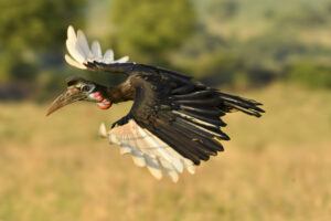 How Much Does an East African Safari Really Cost in 2026? How Much Does an East African Safari Really Cost in 2026?