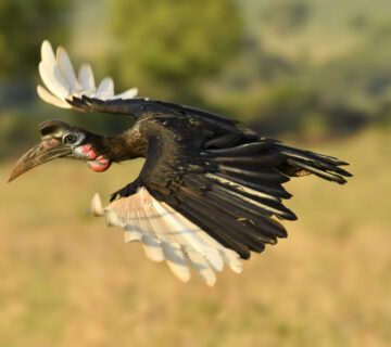 How Much Does an East African Safari Really Cost in 2026?