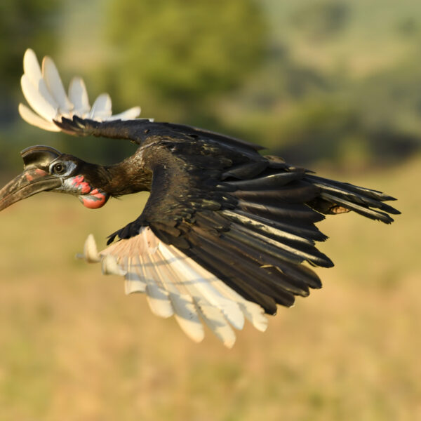 Why Uganda Is Quietly the Greatest Birding Destination